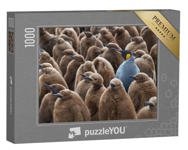 Puzzle 1000 Teile „Ausgewachsener Königspinguin in einer Gruppe von Jungtieren“