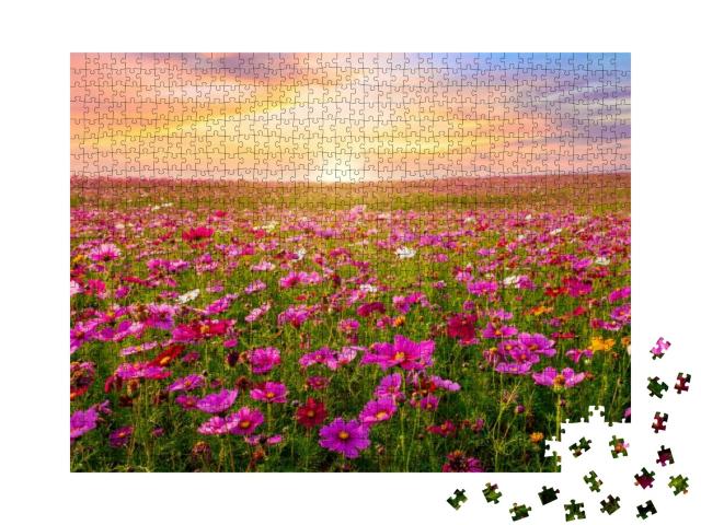 Puzzle 1000 Teile „Kosmeenfeld im Sonnenuntergang“