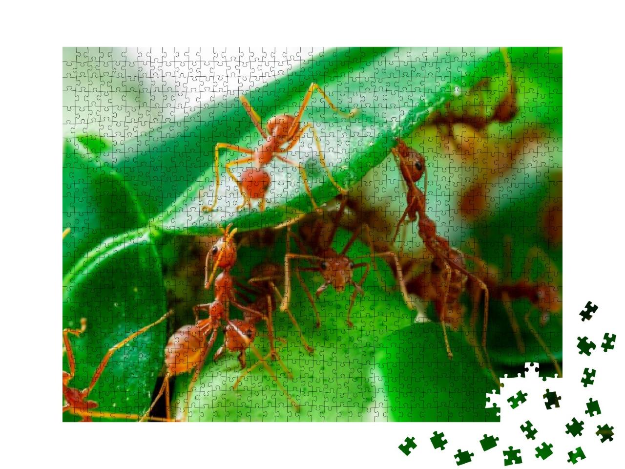 Puzzle 1000 Teile „Ameisen auf einem grünen Blatt“
