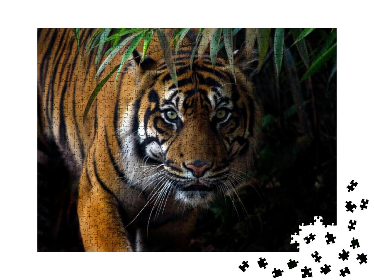 Puzzle 1000 Teile „Schöner Sumatra-Tiger auf Beutezug“