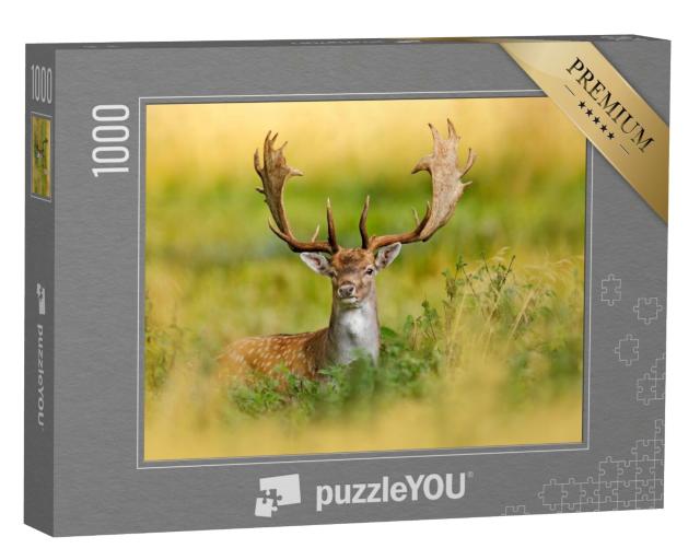 Puzzle 1000 Teile „Majestätischer Damhirsch im Herbstwald, Dyrehave, Dänemark“