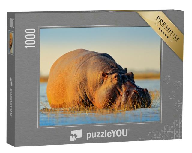 Puzzle 1000 Teile „Afrikanisches Flusspferd, Flusspferd Amphibien Capensis, mit Abendsonne, Chobe River, Botswana“