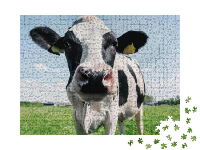Puzzle 1000 Teile „Nahaufnahme einer schwarz-weißen Kuh“