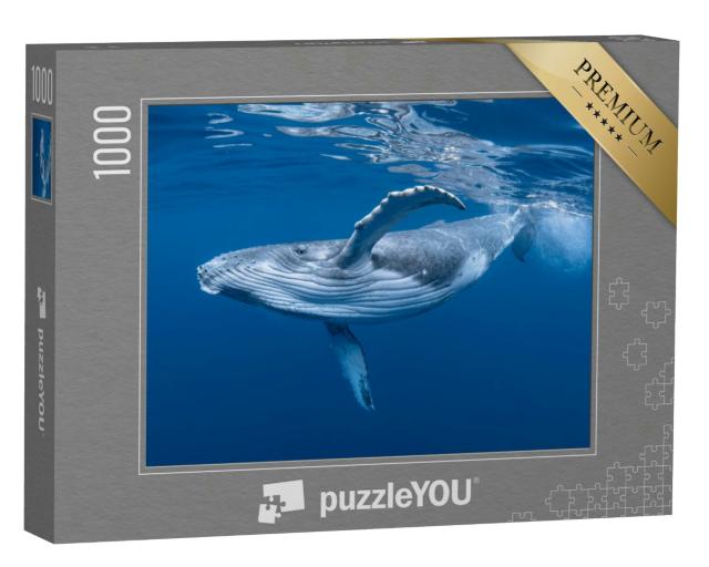 Puzzle 1000 Teile „Ein Buckelwalbaby spielt nahe der Oberfläche im Wasser“