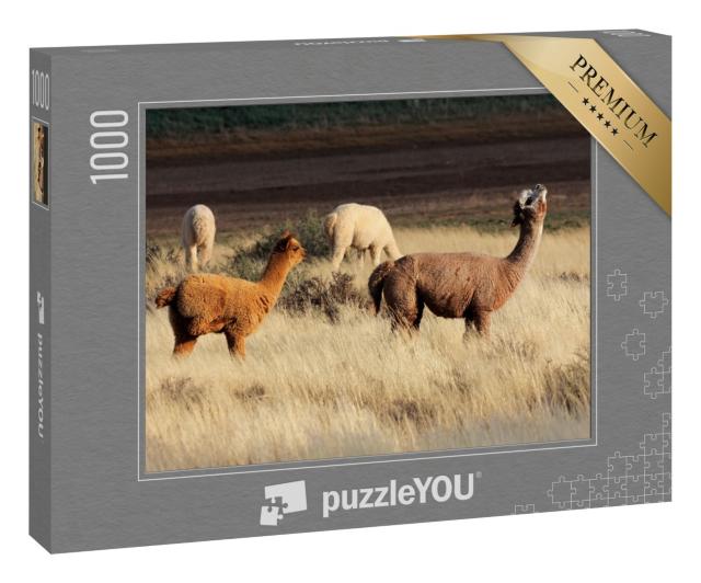 Puzzle 1000 Teile „Alpakas (Vicugna pacos) sind eine domestizierte südamerikanische Kamelart“