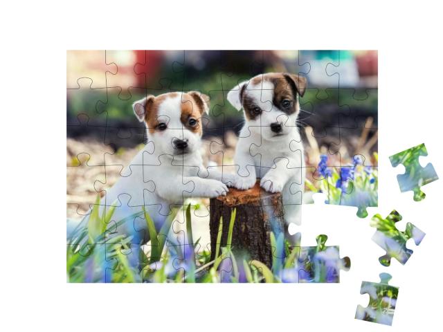 Puzzle 48 Teile „Zwei süße Jack Russell Welpen“
