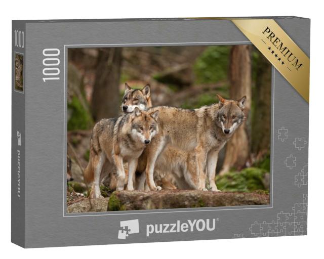 Puzzle 1000 Teile „Wolfsfamilie in ihrem natürlichen Lebensraum“