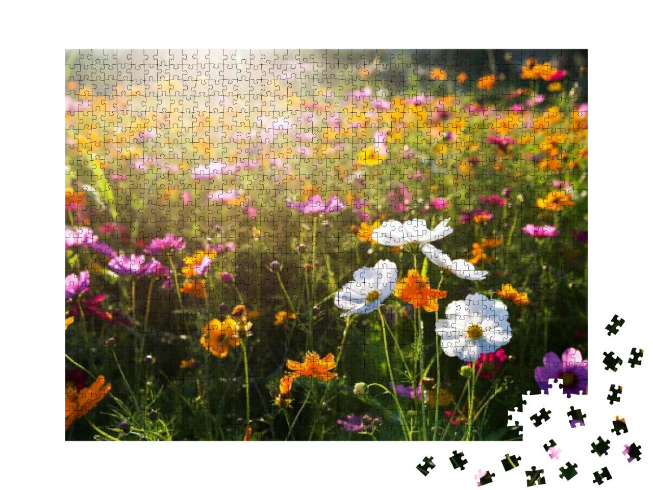 Puzzle 1000 Teile „Kosmeen blühen am Morgen“