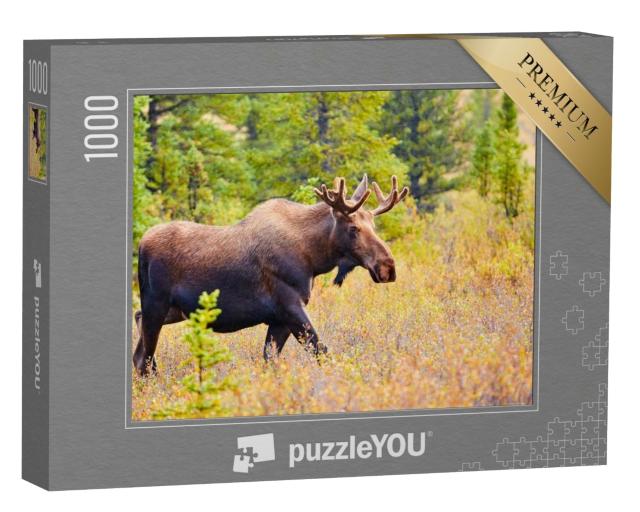 Puzzle 1000 Teile „Elch, Denali-Nationalpark, Alaska, USA“