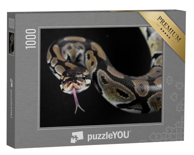 Puzzle 1000 Teile „Pythonschlange mit herausgestreckter Zunge“