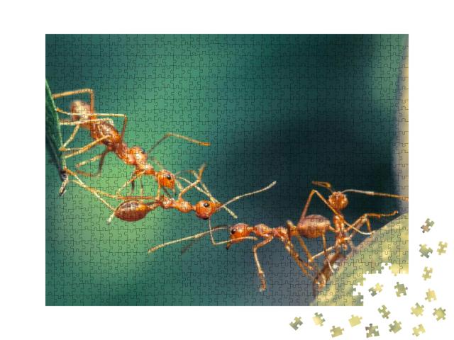 Puzzle 1000 Teile „Einheitliche Ameisenbrücke“