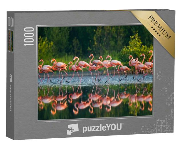 Puzzle 1000 Teile „Karibische Flamingos im Wasser“