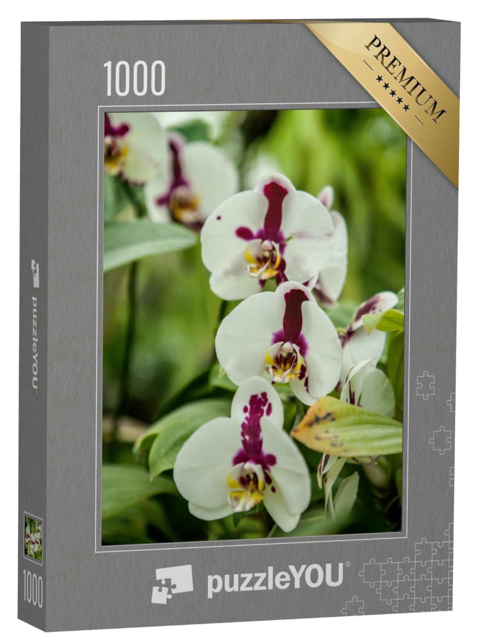 Puzzle 1000 Teile „Eine blühende Orchidee der Gattung Phalaenopsis“