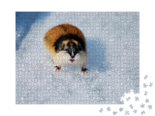 Puzzle 1000 Teile „Niedlicher Lemming im Schnee zeigt seine Zähne“