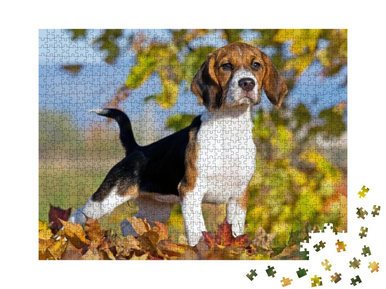 Puzzle 1000 Teile „Porträt eines Beagles“