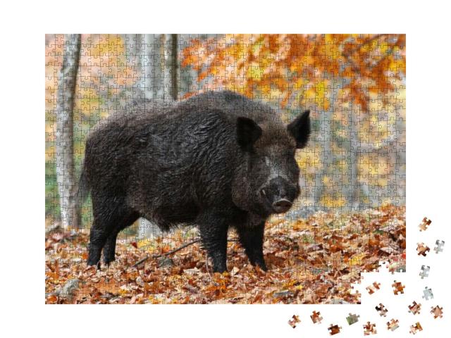 Puzzle 1000 Teile „Männliches Wildschwein im Herbstwald“