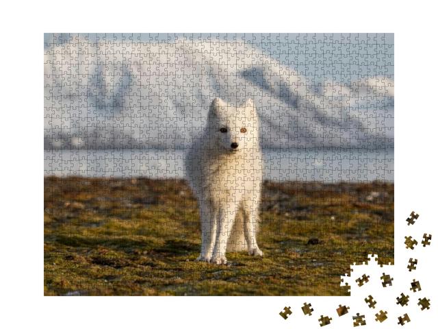 Puzzle 1000 Teile „Polarfuchs in den Strahlen des Sonnenuntergangs“