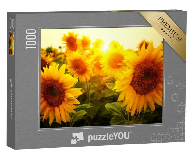 Puzzle 1000 Teile „Ein Sonnenblumenfeld in der Sonne“
