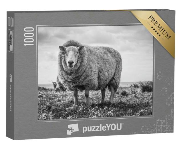 Puzzle 1000 Teile „Nahaufnahme eines Schafs auf einem Feld, Irland“