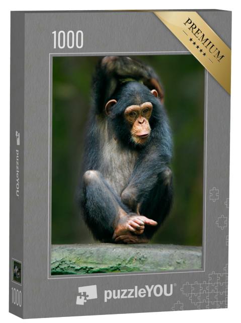 Puzzle 1000 Teile „Schimpanse als Menschenaffe aus Afrika“