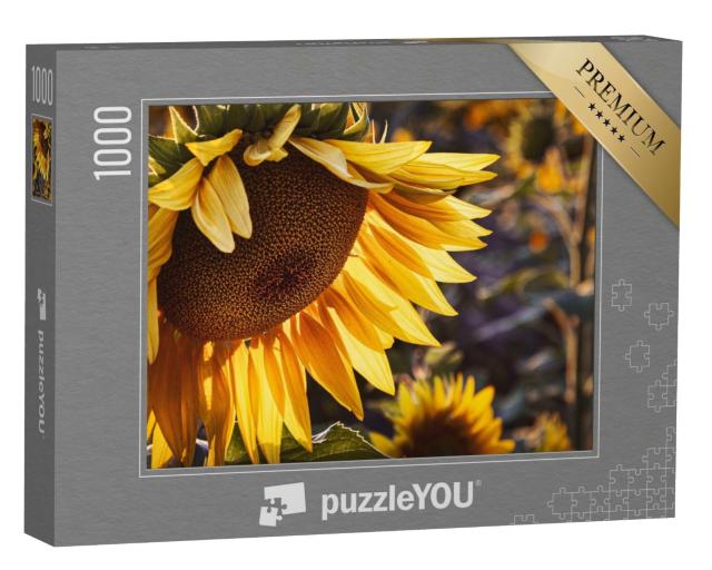 Puzzle 1000 Teile „Gelbe Sonnenblume bei Sonnenuntergang“
