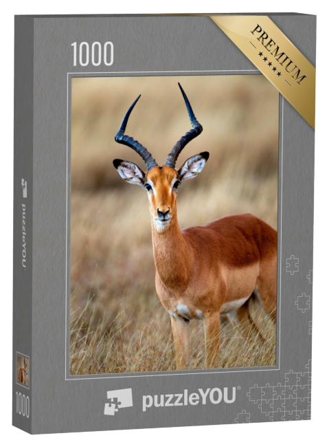 Puzzle 1000 Teile „Ein Impala Männchen im Kruger Nationalpark Südafrika“