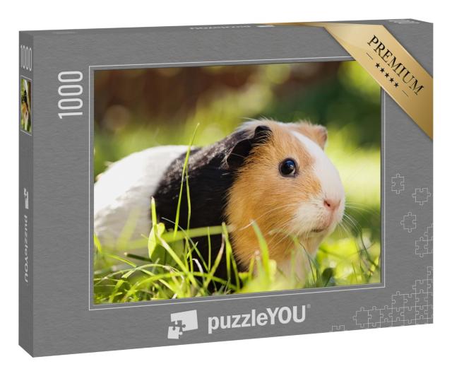 Puzzle 1000 Teile „Ein süßes dreifarbiges Meerschweinchen“