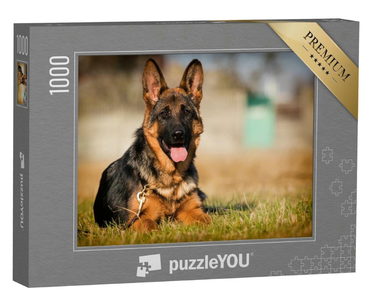 Puzzle 1000 Teile „Deutscher-Schäferhund-Welpe liegt im Gras“