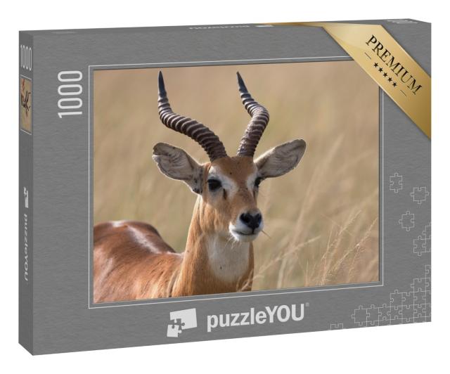 Puzzle 1000 Teile „Uganda-Kob-Antilope, Afrika“
