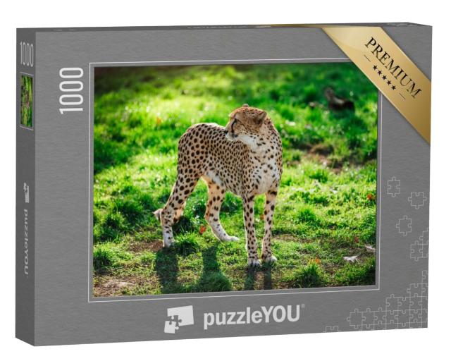 Puzzle 1000 Teile „Geparden-Wildkatze auf grünem Gras“
