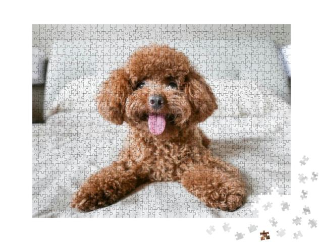 Puzzle 1000 Teile „Niedlicher Toy-Pudel auf dem Bett“