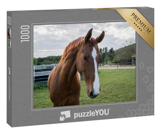 Puzzle 1000 Teile „Nahhaufnahme eines braunen Pferdes mit weißer Blässe“