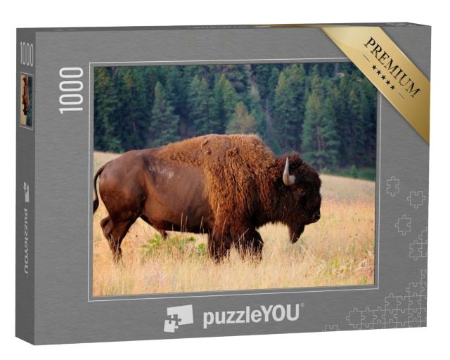 Puzzle 1000 Teile „Amerikanischer Bison am frühen Morgen, Montana“
