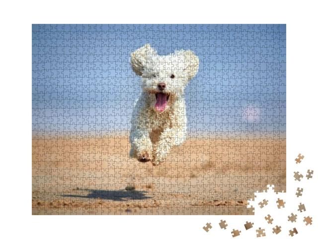 Puzzle 1000 Teile „Zwergpudel in vollem Lauf am Strand“