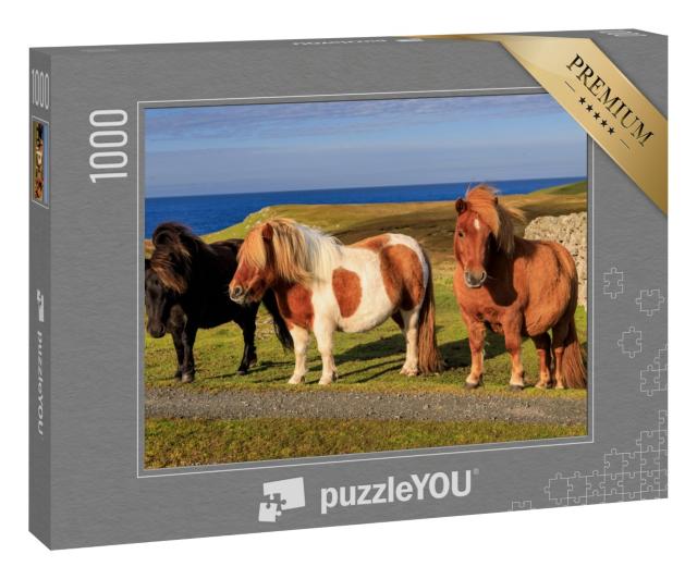 Puzzle 1000 Teile „Drei Shetlandponys an der Küste Schottlands“