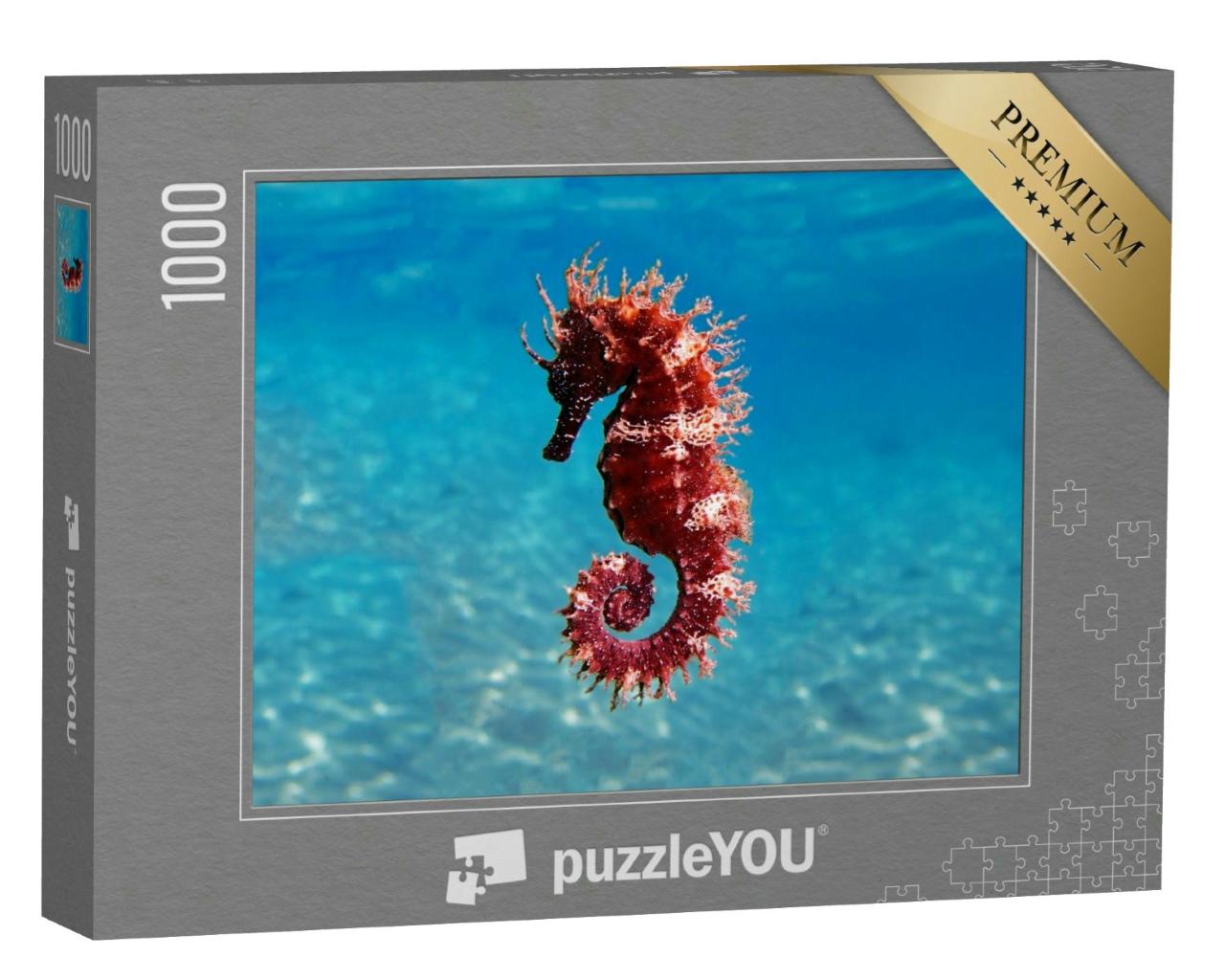 Puzzle 1000 Teile „Meeresszene: Mittelmeer-Seepferdchen, Hippocampus guttulatus“