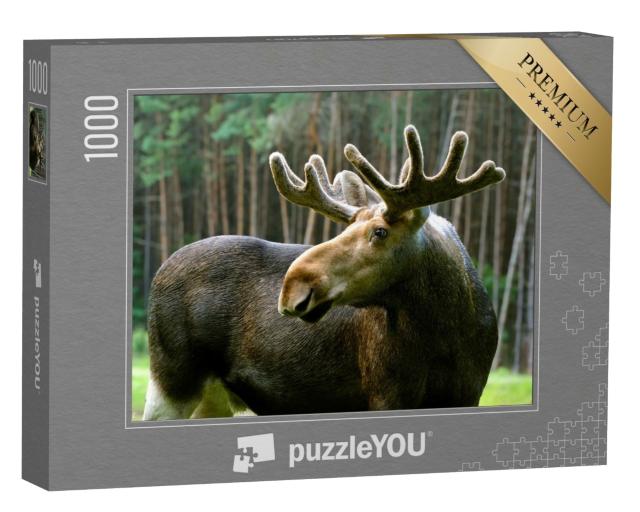Puzzle 1000 Teile „Elch in seinem natürlichen Lebensraum“