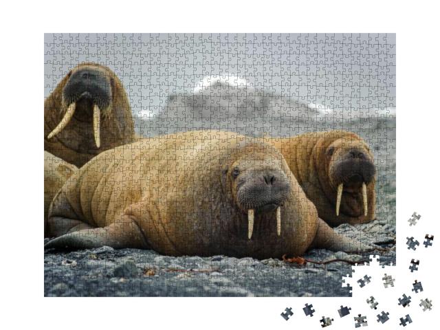 Puzzle 1000 Teile „Walrosse liegen an einem Strand in der Arktis“