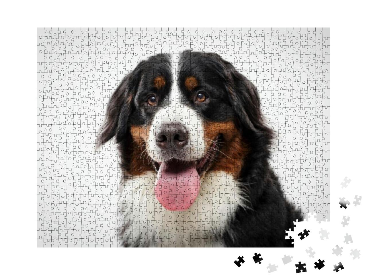 Puzzle 1000 Teile „Porträt eine schwarzen Berner Sennenhundes“