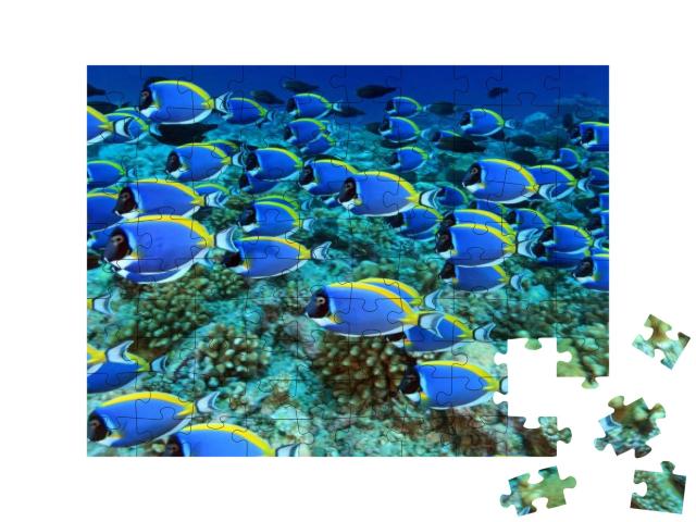 Puzzle 100 Teile „Schwarm von Doktorfischen im Korallenriff“