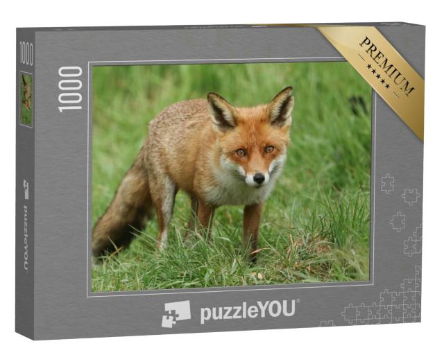 Puzzle 1000 Teile „Prächtiger wilder Rotfuchs“