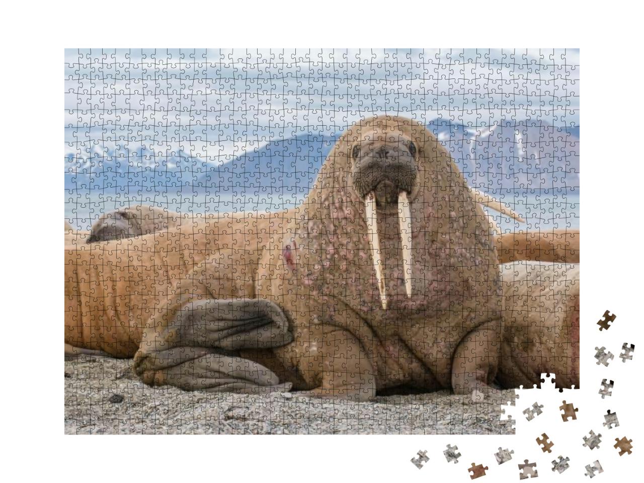 Puzzle 1000 Teile „Das Walross als einer der größten Flossenfüßer“