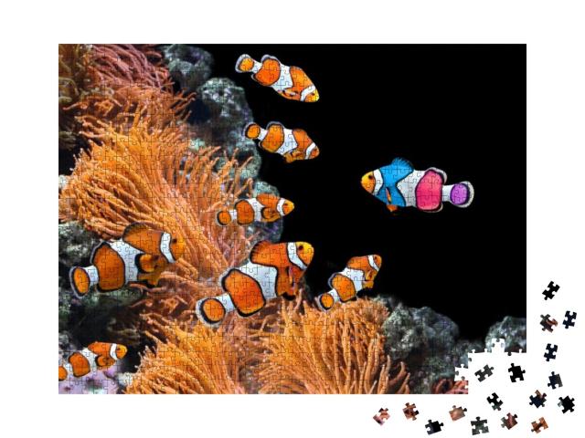 Puzzle 1000 Teile „Schwarm von Standard-Clownfischen und ein bunter Fisch “
