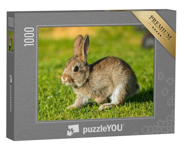 Puzzle 1000 Teile „Kaninchen, Hase“