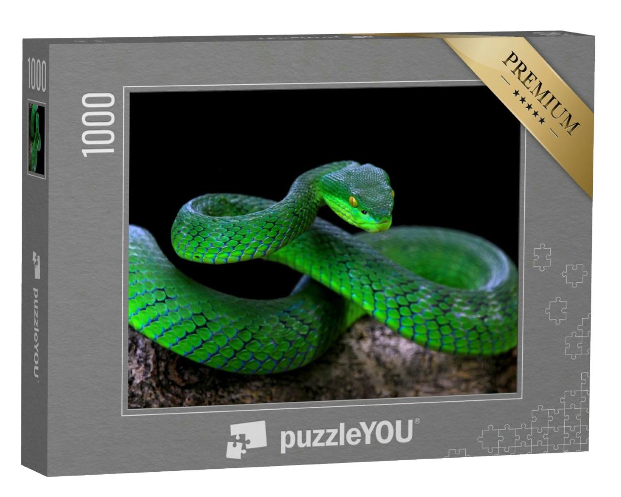 Puzzle 1000 Teile „Grüne Albolaris-Schlange“
