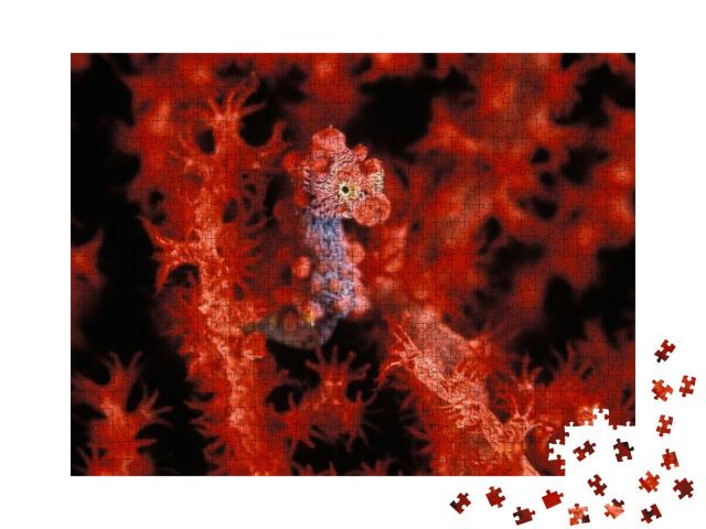 Puzzle 1000 Teile „Ein leuchtend rotes Pygmäen-Seepferdchen“
