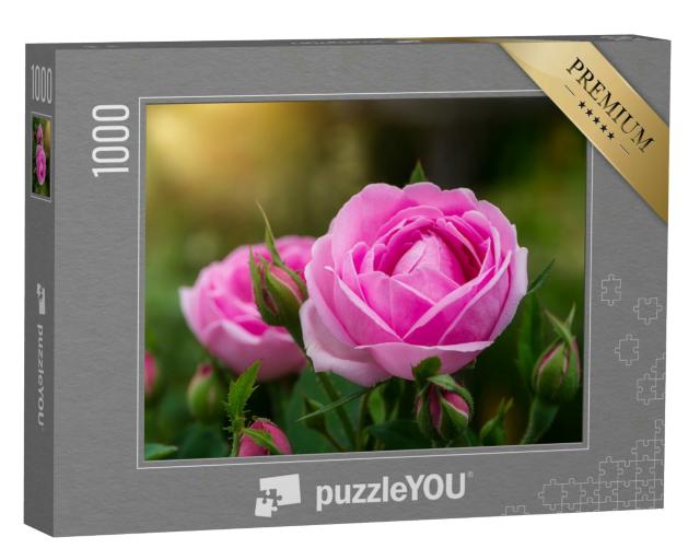 Puzzle 1000 Teile „Rosa Damaszener-Rosenblüte mit Sonnenlicht“