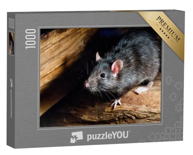 Puzzle 1000 Teile „Die schwarze Ratte, auch bekannt als Schiffsratte oder Hausratte“
