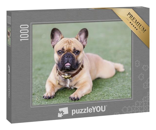 Puzzle 1000 Teile „Welpe Französische Bulldogge “
