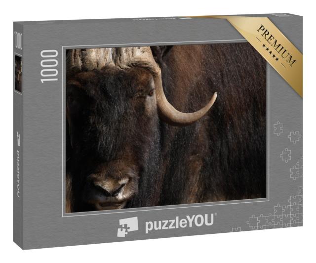 Puzzle 1000 Teile „Porträt eines alten Moschusochsen mit langem Horn und Fell“